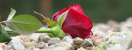 Symboliczna róża